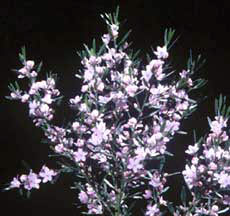 Eriostemon