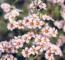 Wax flowers