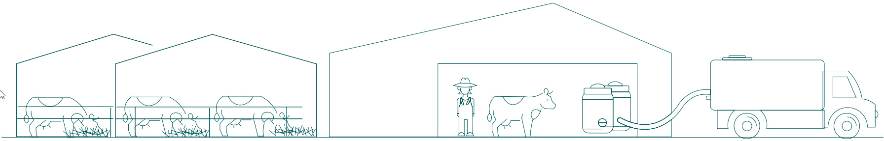 Freddy Friesian illustration