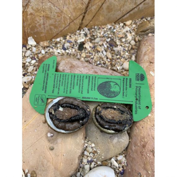 Prohibited size Blacklip Abalone seized by NSW Fisheries Officers