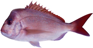 Snapper