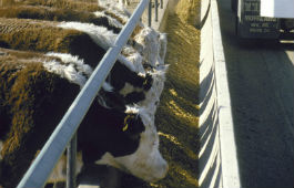 Beef nutrition and feeding