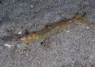 Eastern King Prawn lying on sand