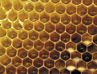 Empty honey comb Empty honey comb