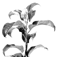 P.2 branch