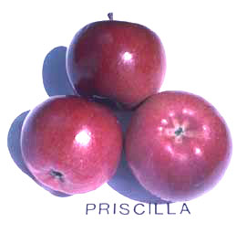 Priscilla