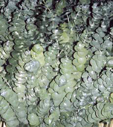 Eucalyptus