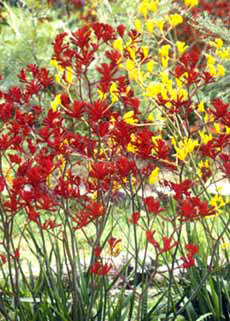 Kangaroo paws red