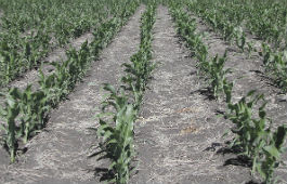 Uniform and well established grain sorghum crop east of Moree NSW